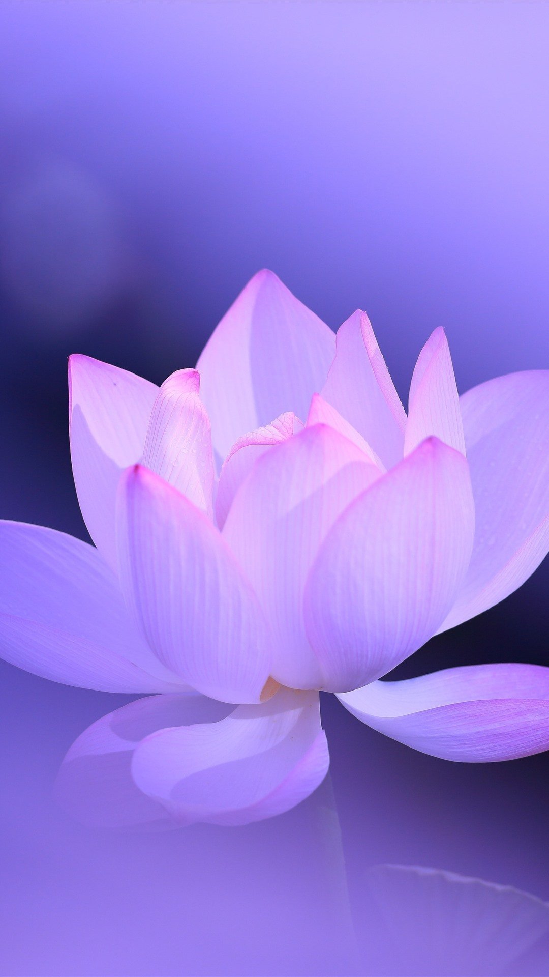 Лотос розовый нежный