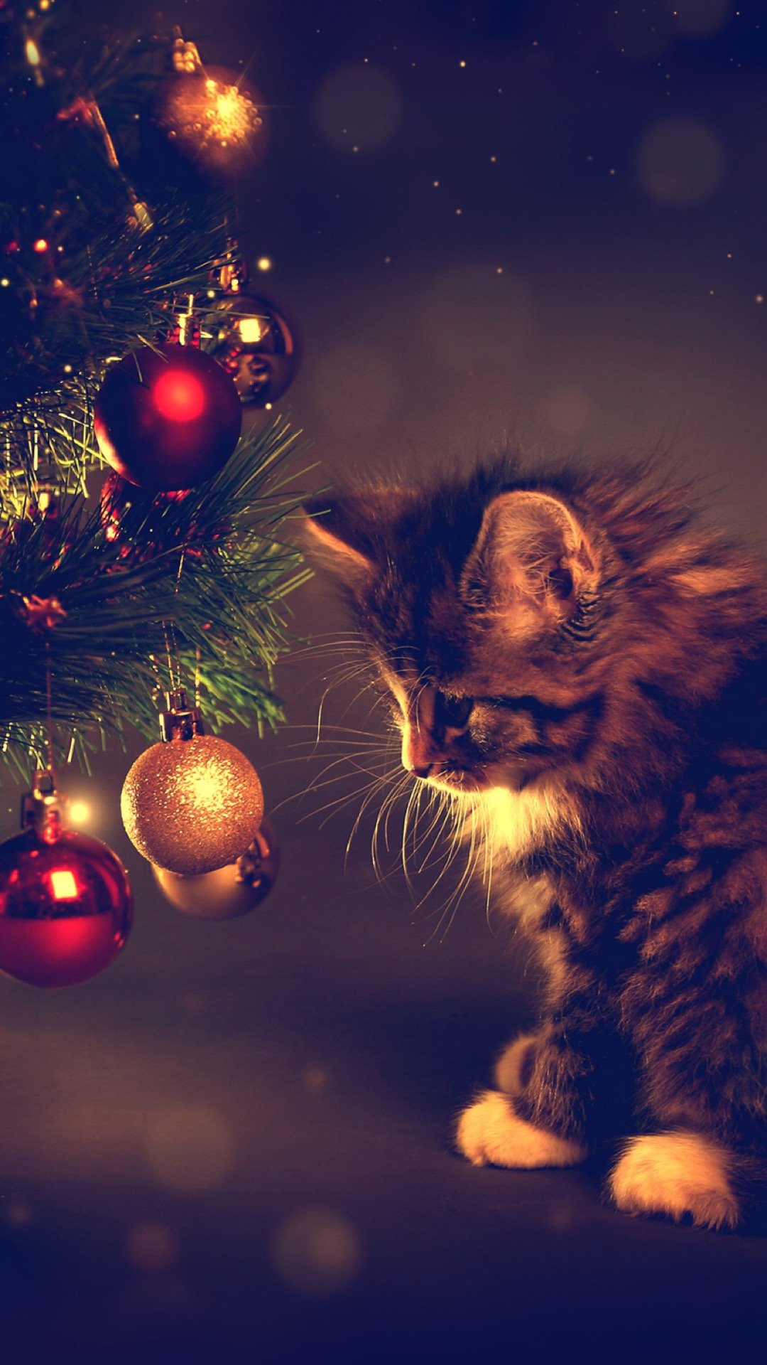 Новогодние коты