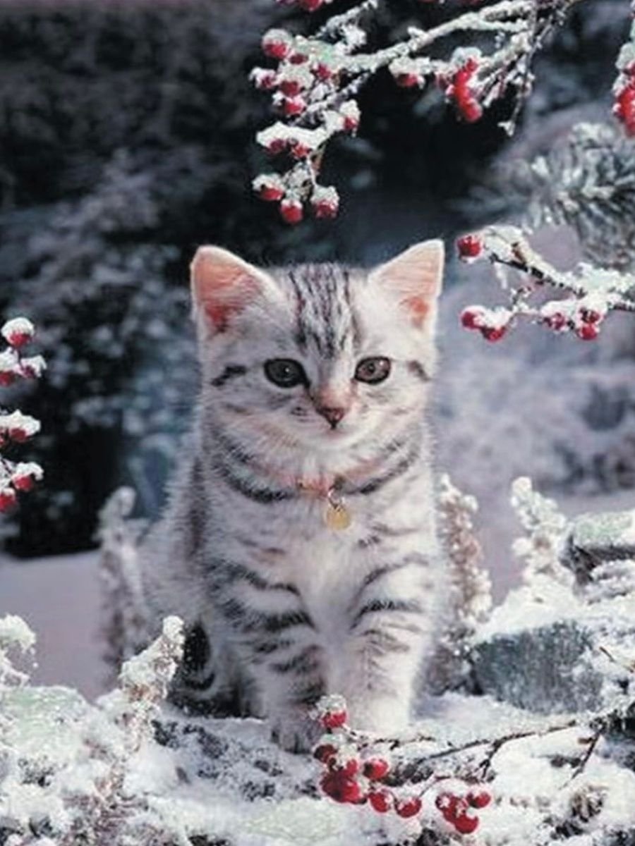 Миленькие котята