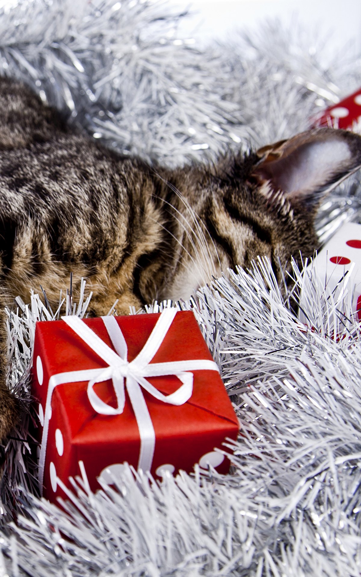 Аватарки кошки види дедморозовской шапки