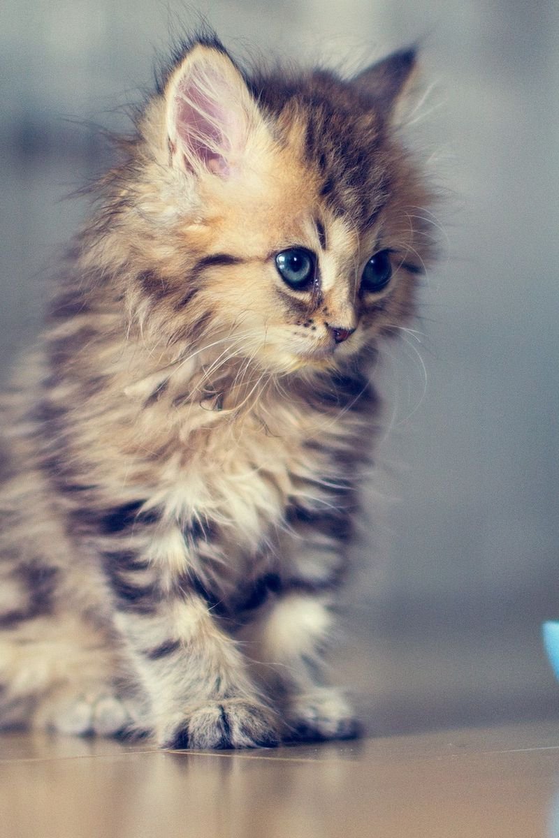 Милые котики