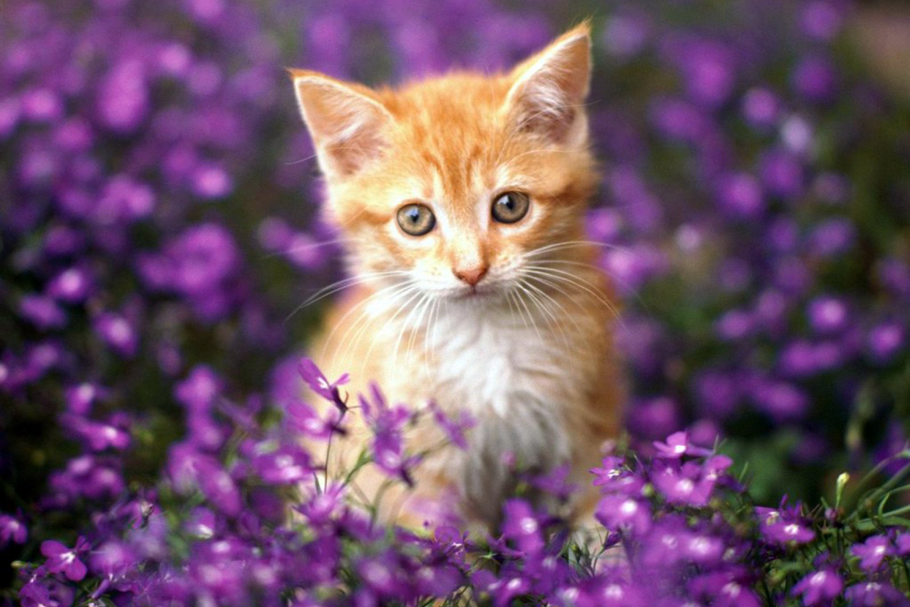 Красивенькие картинки. Красивые котики. Красивые котята. Красивые кошки. Кошка с цветами.