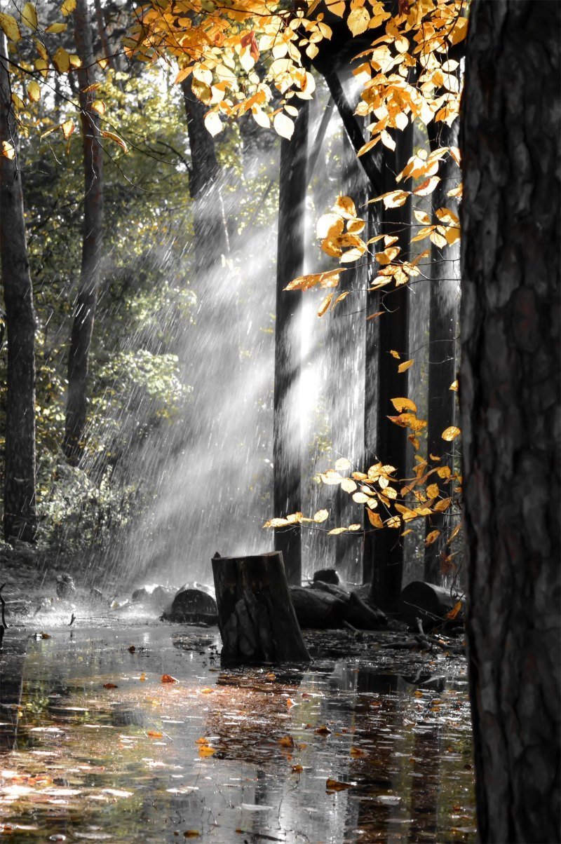 Живые обои на телефон андроид