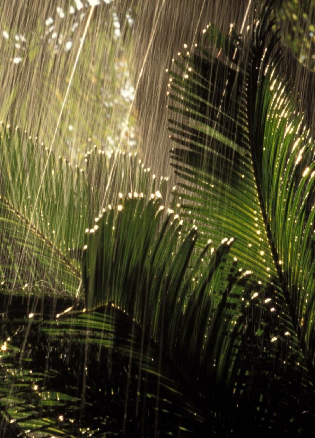 Капли дождя на экране