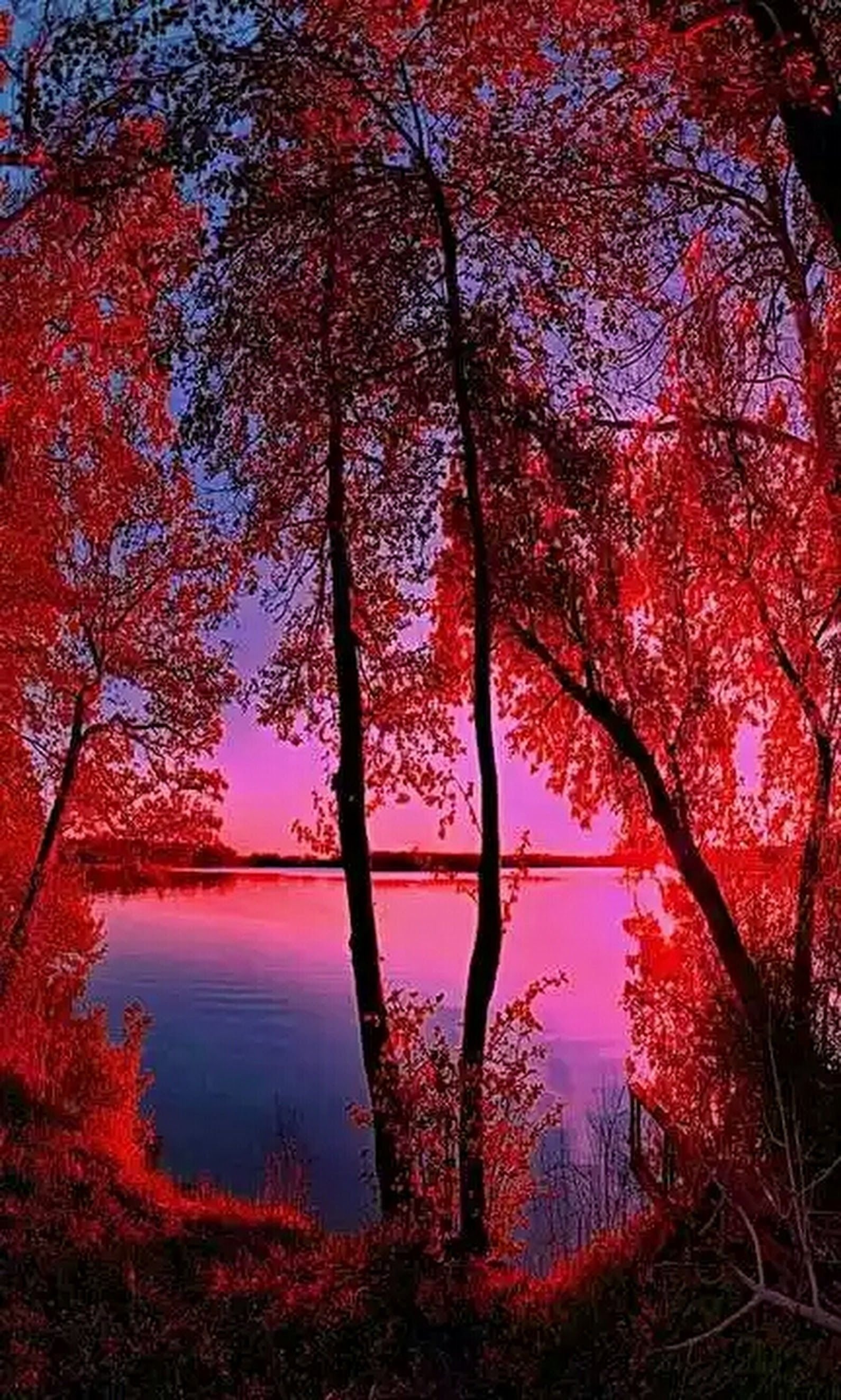 Заставка на телефон природы вертикальные. Пейзаж вертикальный. Красная осень. Красный пейзаж. Пейзаж в Красном цвете.