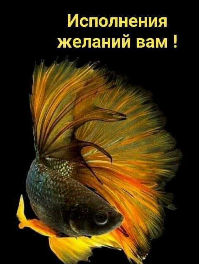 Рыбки на черном фоне