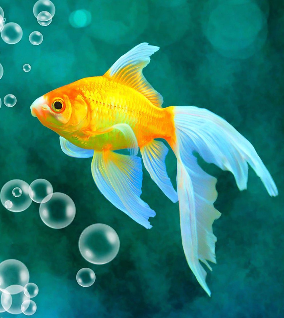 Доброе утро Золотая рыбка