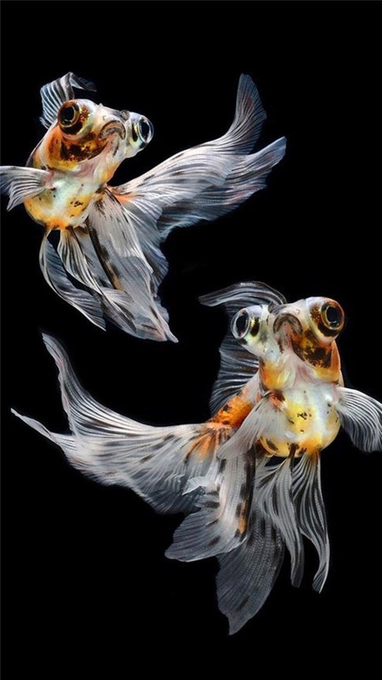 Крис Эндрюс "золотые рыбки"