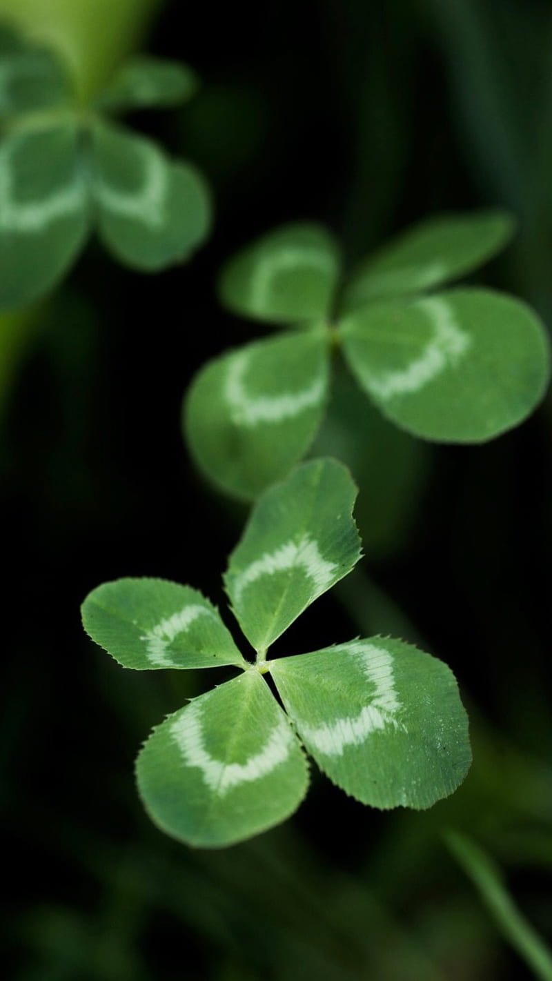 Четырёхлистный Клевер символ удачи