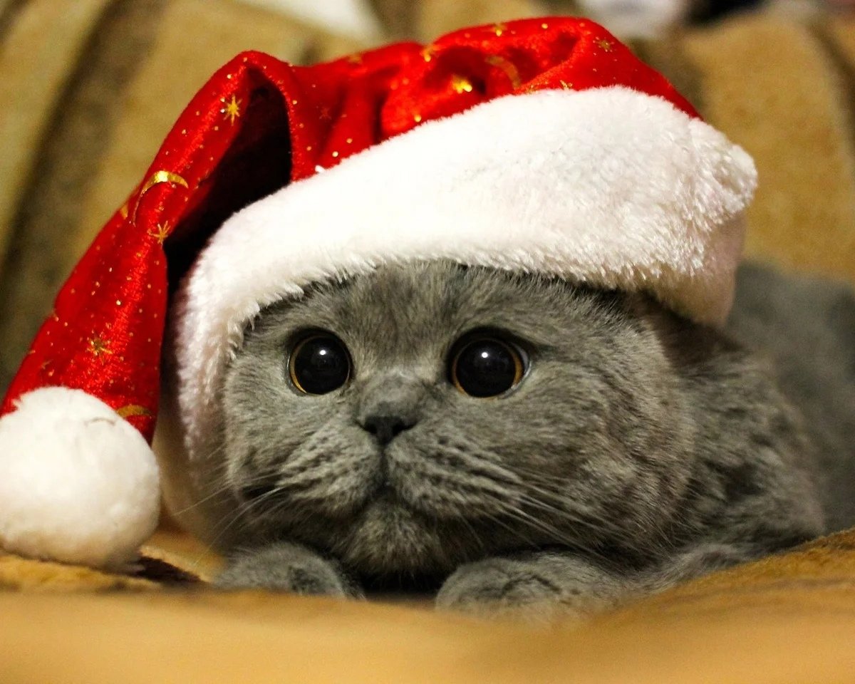 Котенок в новогодней шапке