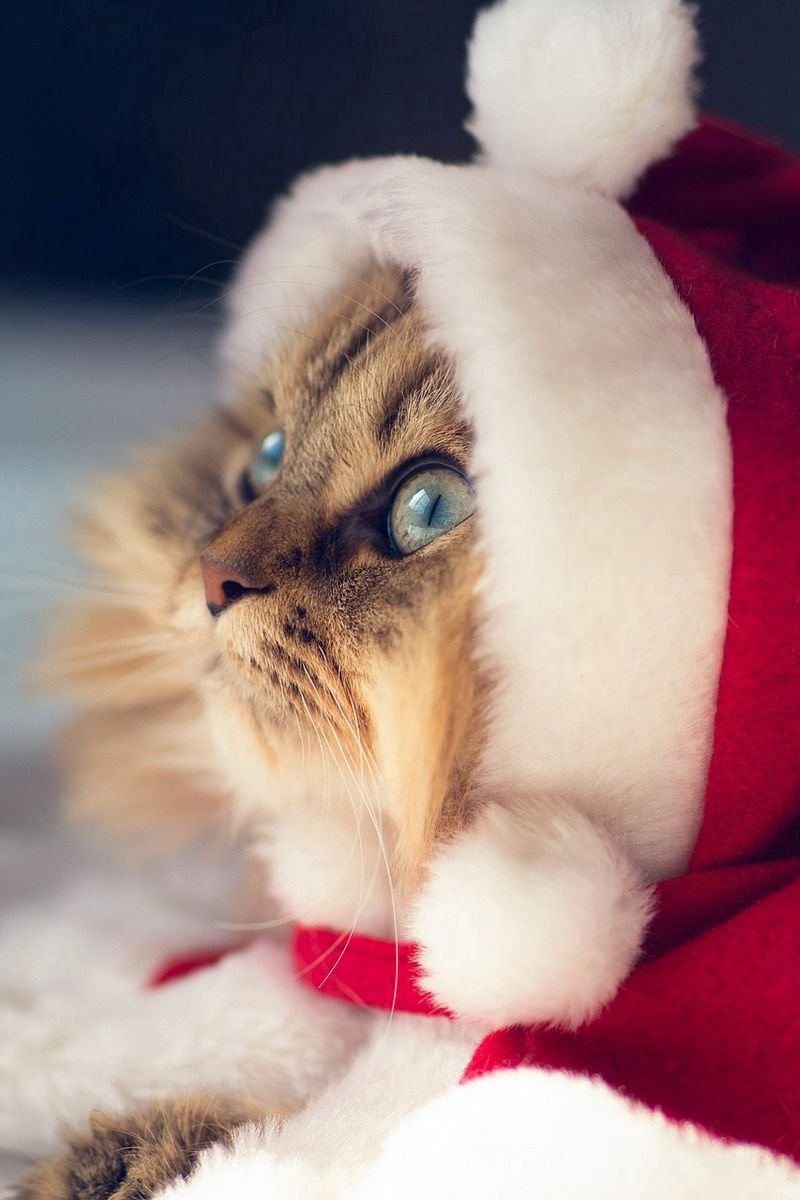 Новогодние коты