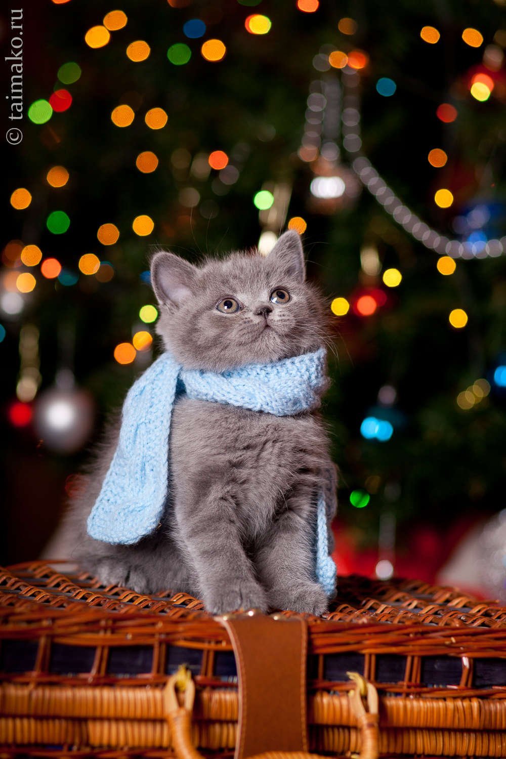 Котенок в шарфике