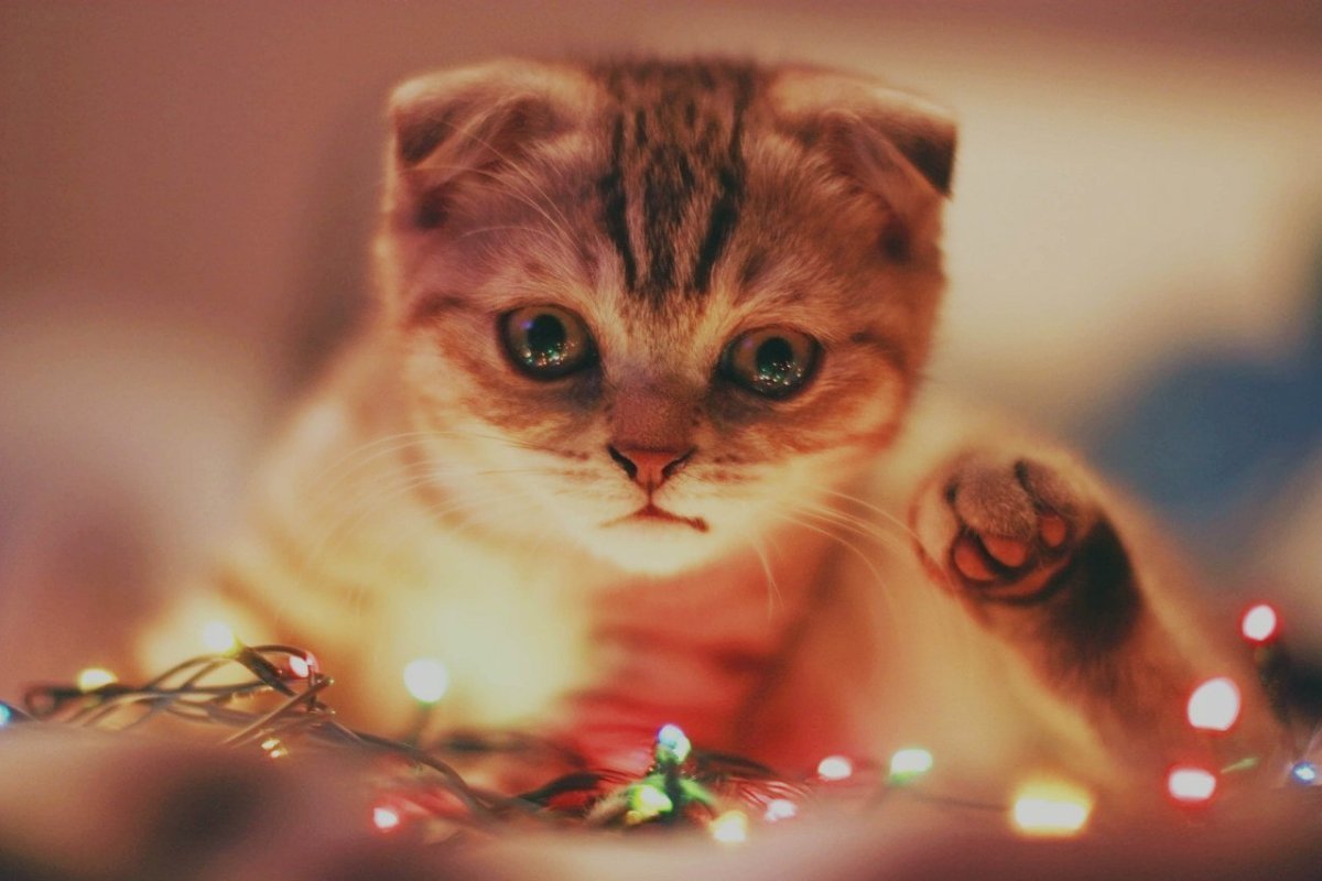 Новогодний кот заставка на телефон