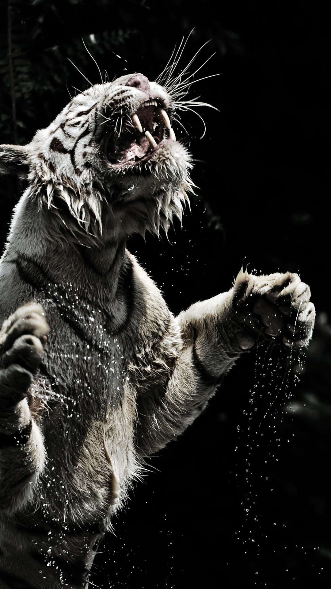 Белый тигр оскал