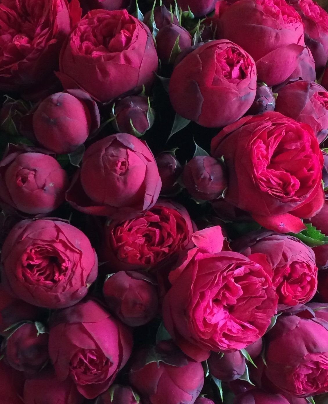 Нюдовые пионы