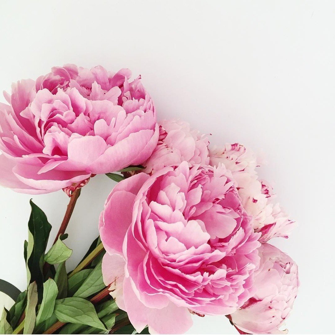 Пионы на айфон