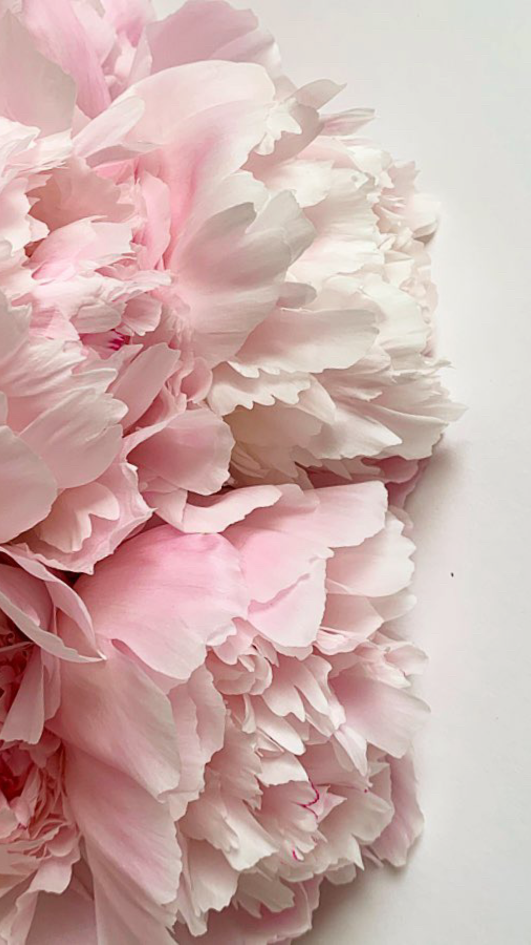 Пионы Эстетика Минимализм