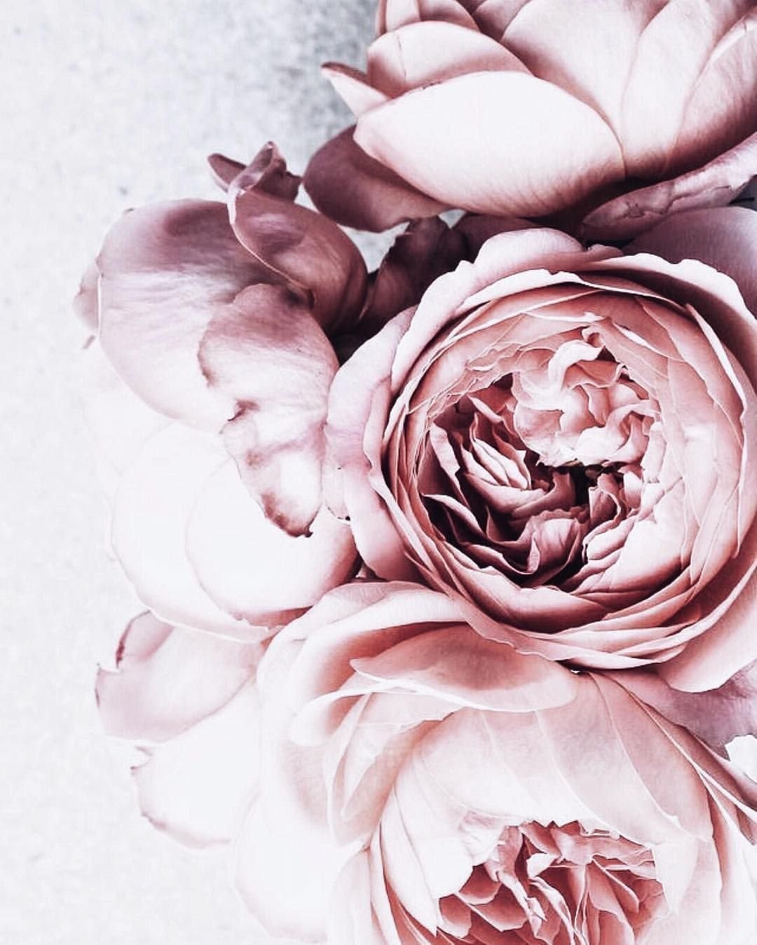 Пионы на айфон