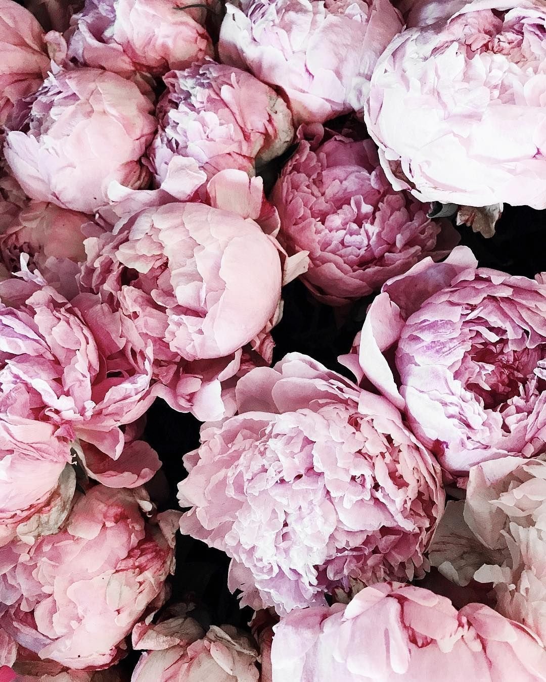 Бежево розовые пионы