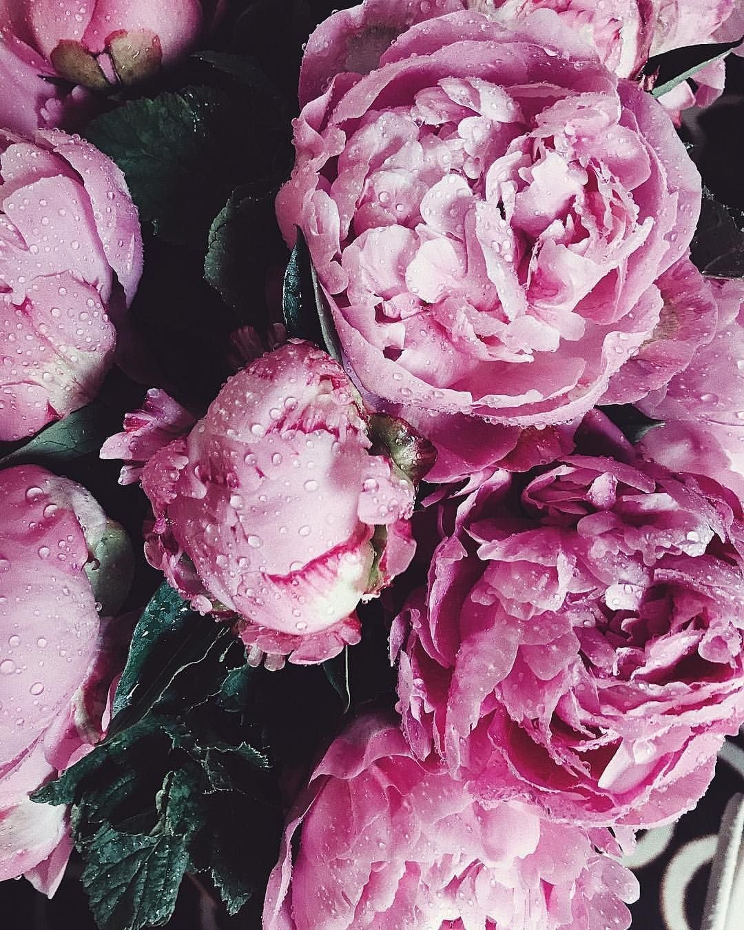 Пудровые пионы