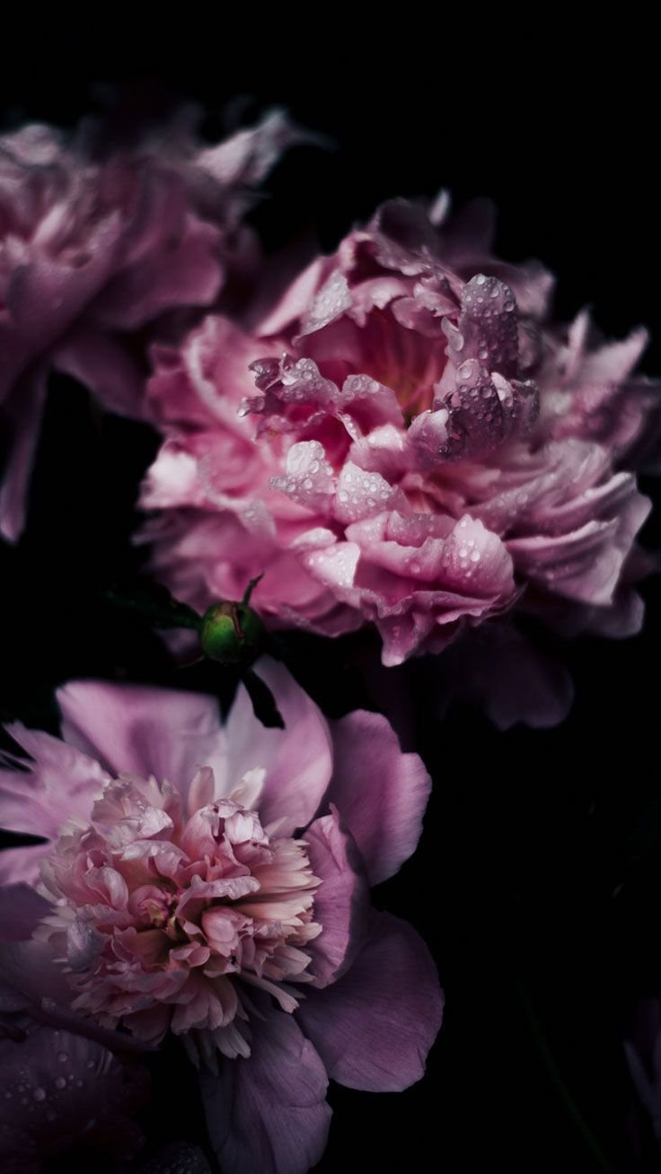 Пионы Пинтерест