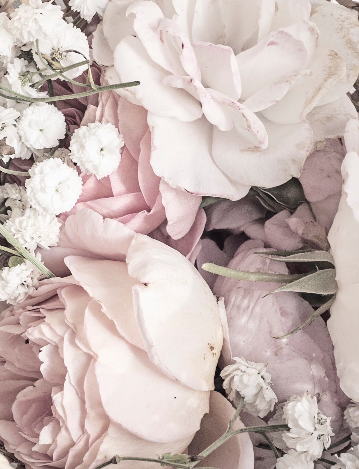 Пионы Эстетика