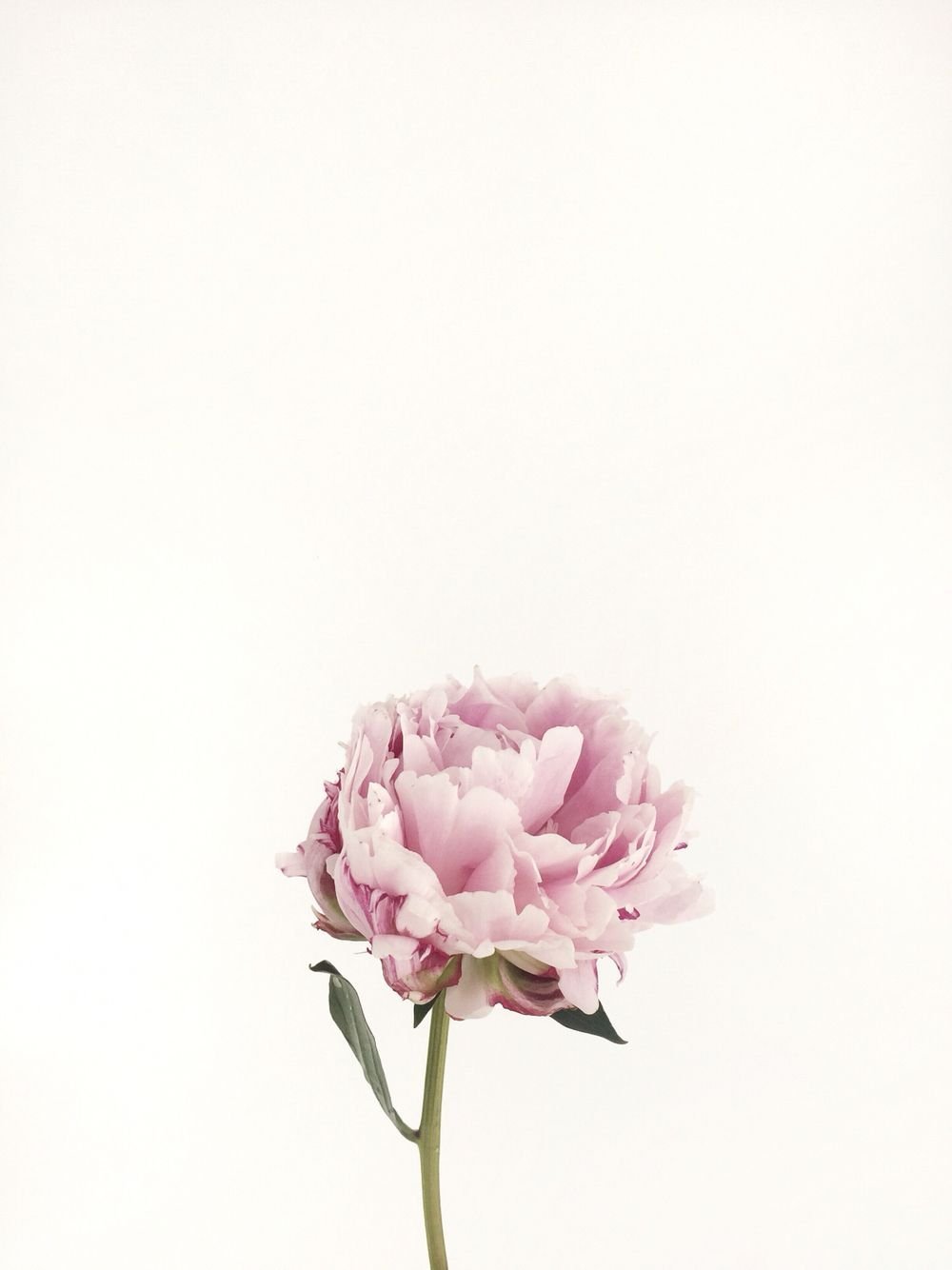 Малиновые пионовидные розы