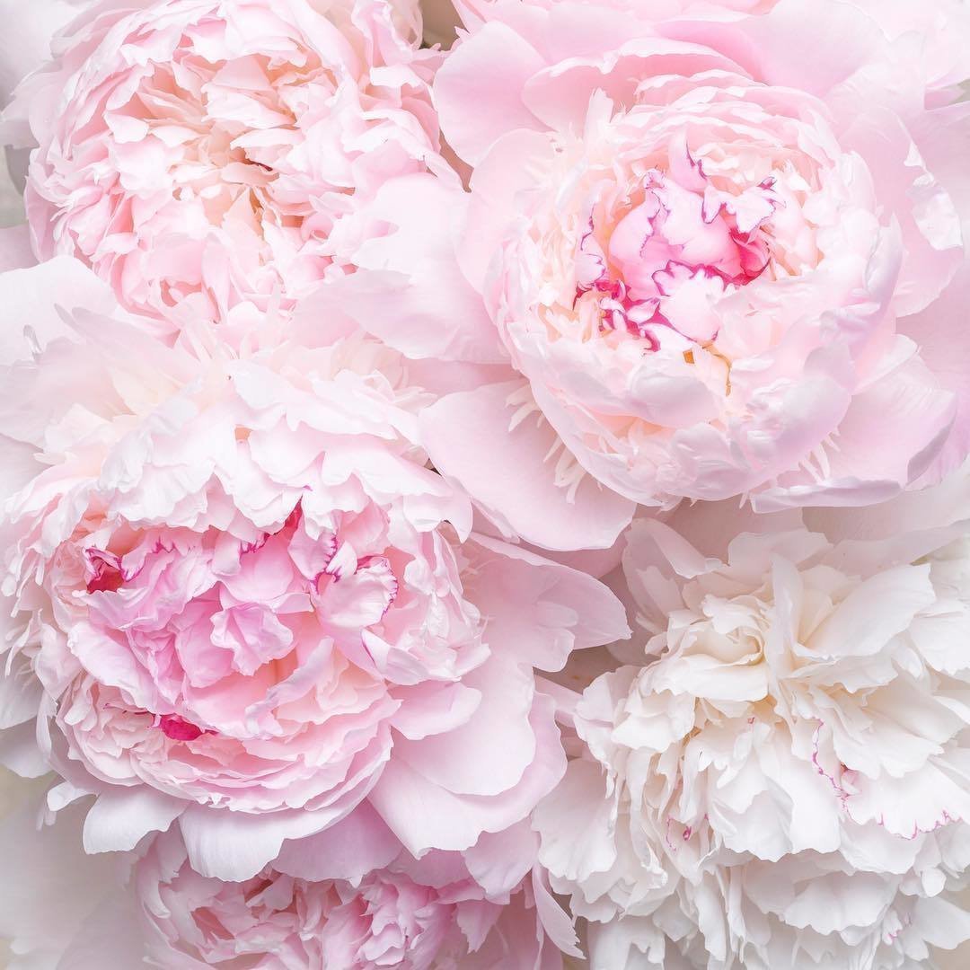 Пионы Пинтерест