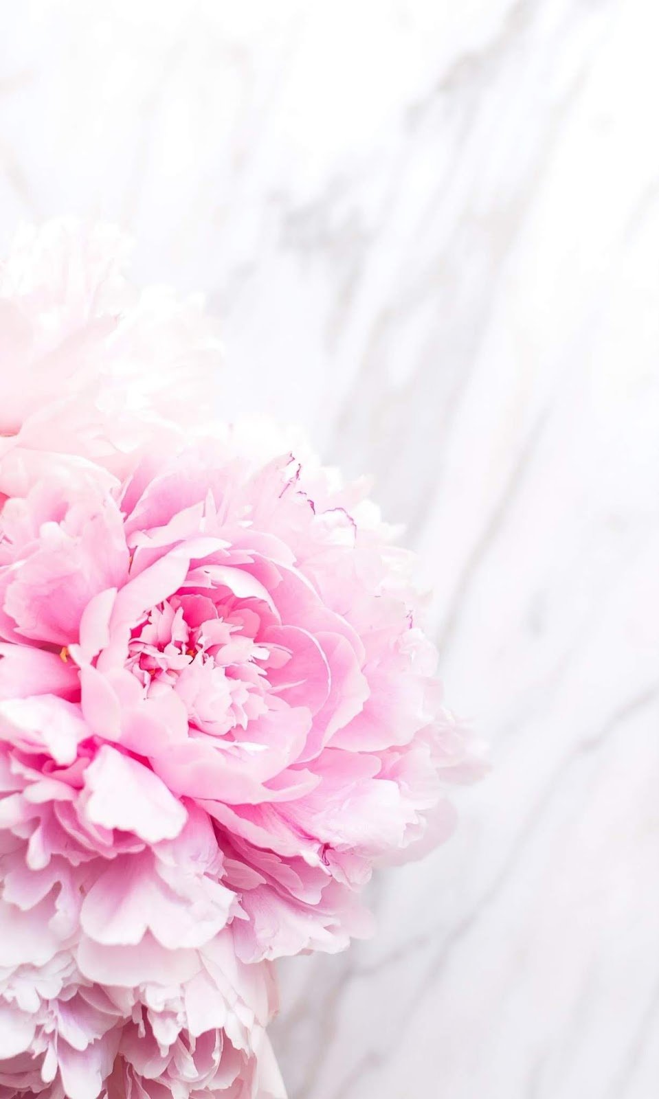 Пионы на темном фоне