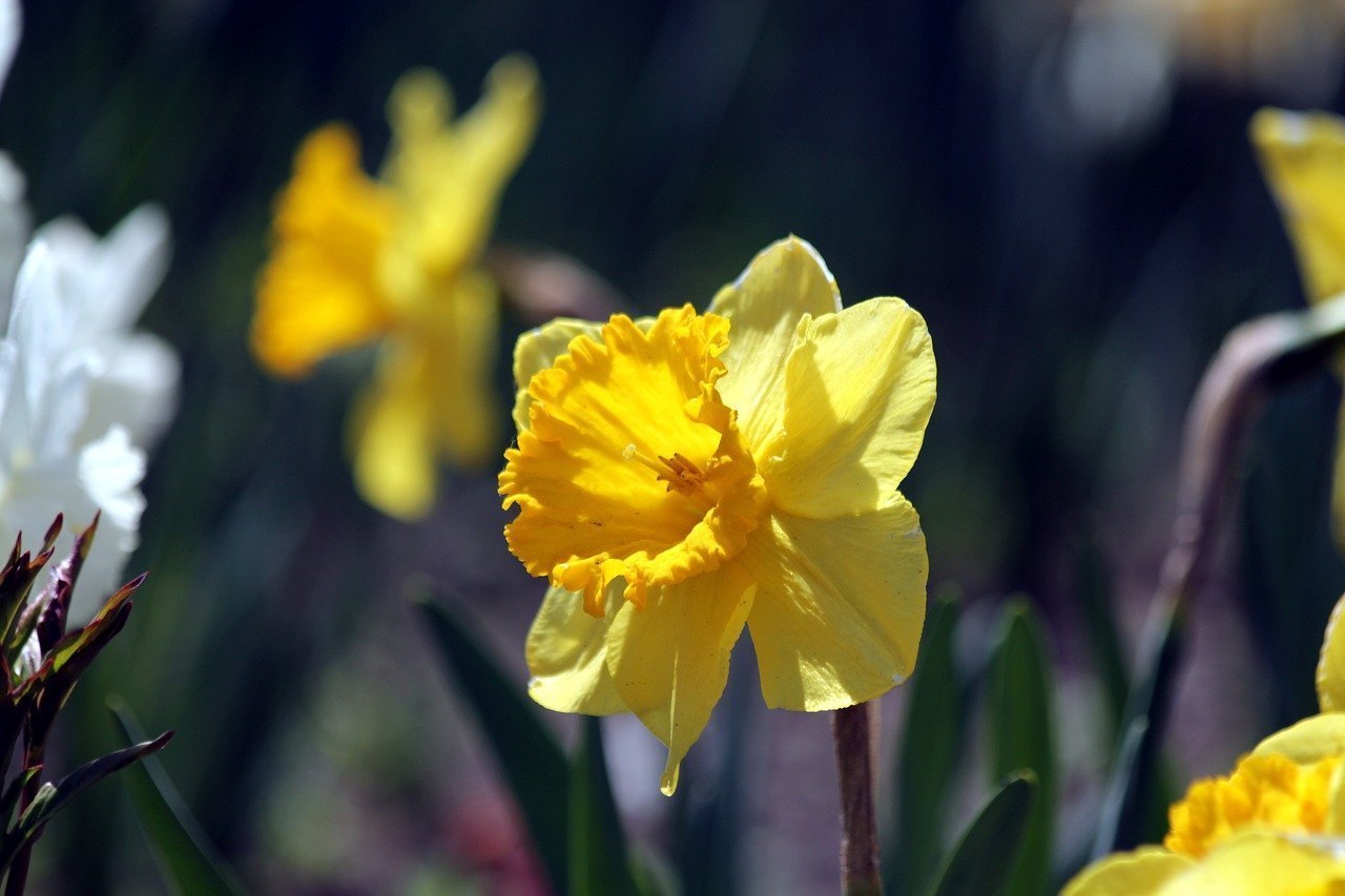 Нарцисс телефон. Нарцисс спринг Сан. Нарцисс цветок. Нарцисс Cairngorm. Нарцисс (растение).