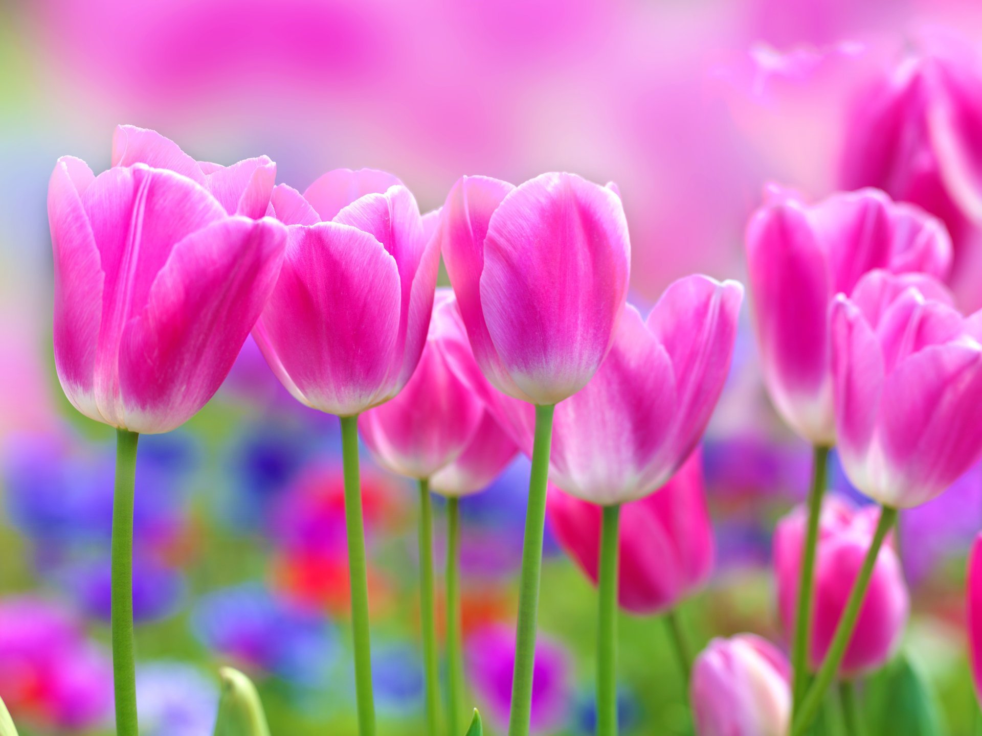 Обои с тюльпанами на телефон. Розовые тюльпаны. Яркие цветы. Весенние тюльпаны. Красивые цветочки.