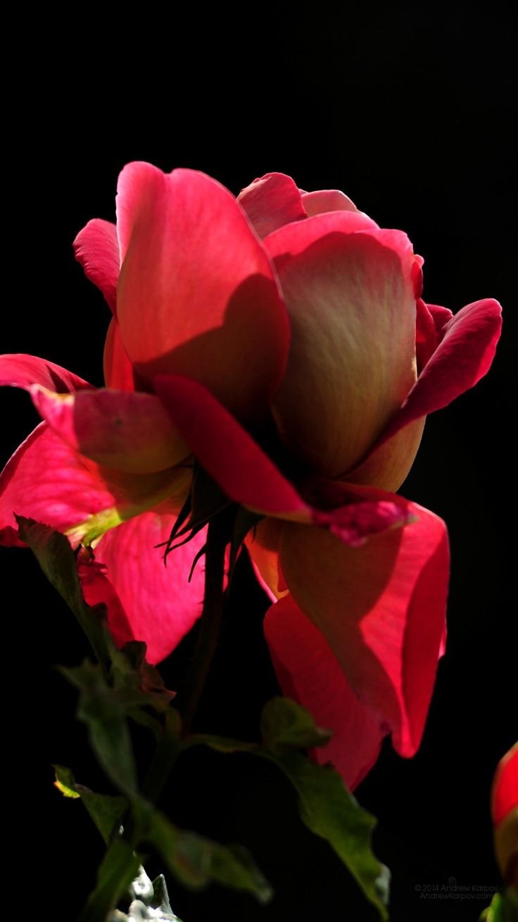 Яркие цветы