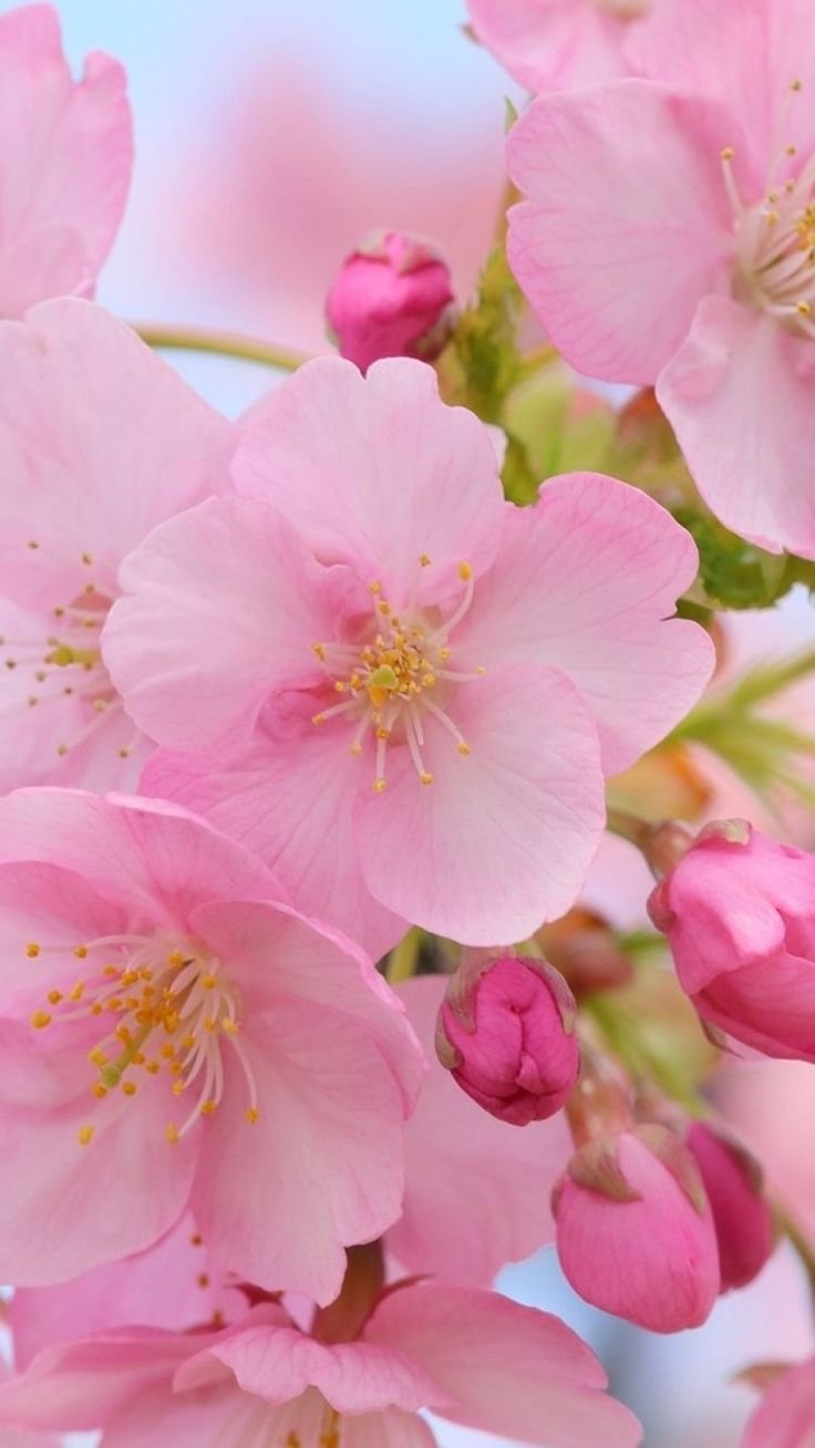 Красивые обои на телефон