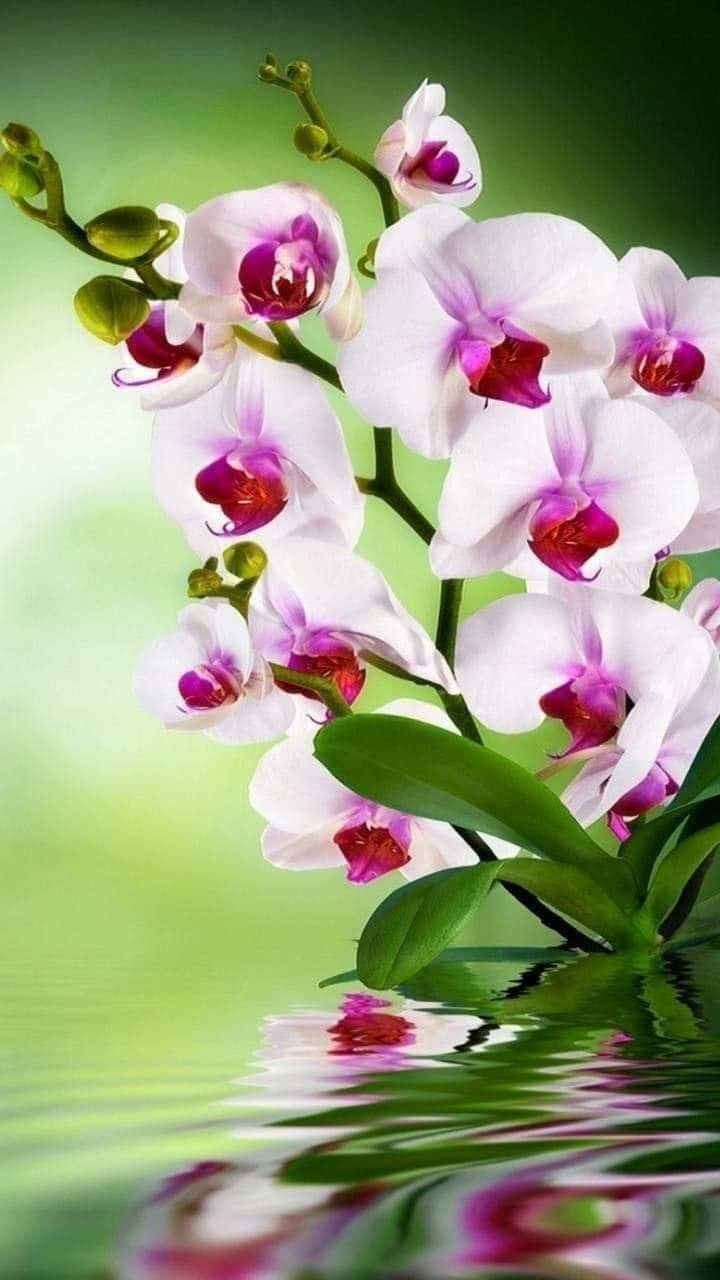 Картины на телефон