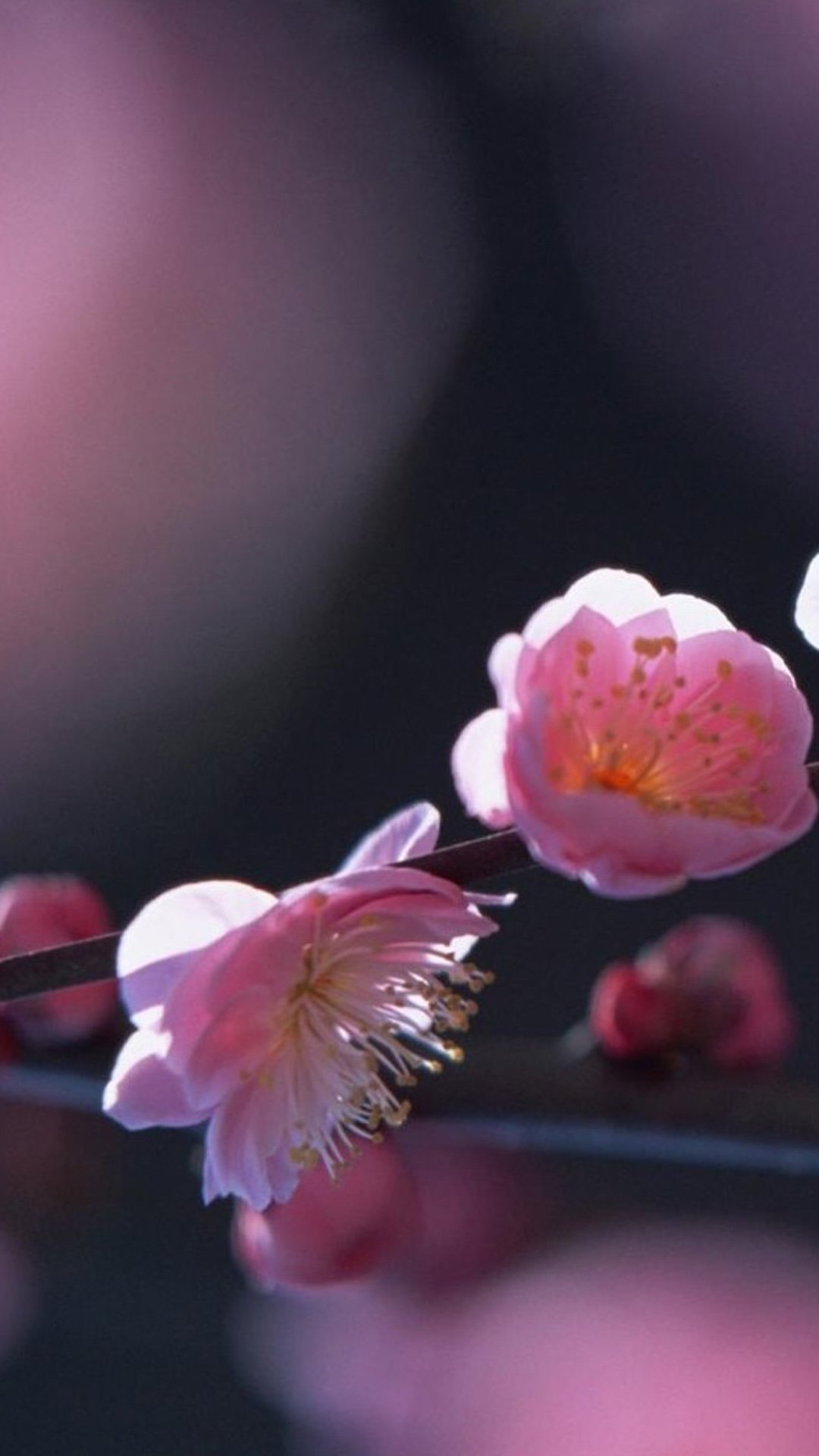 Голубые маки