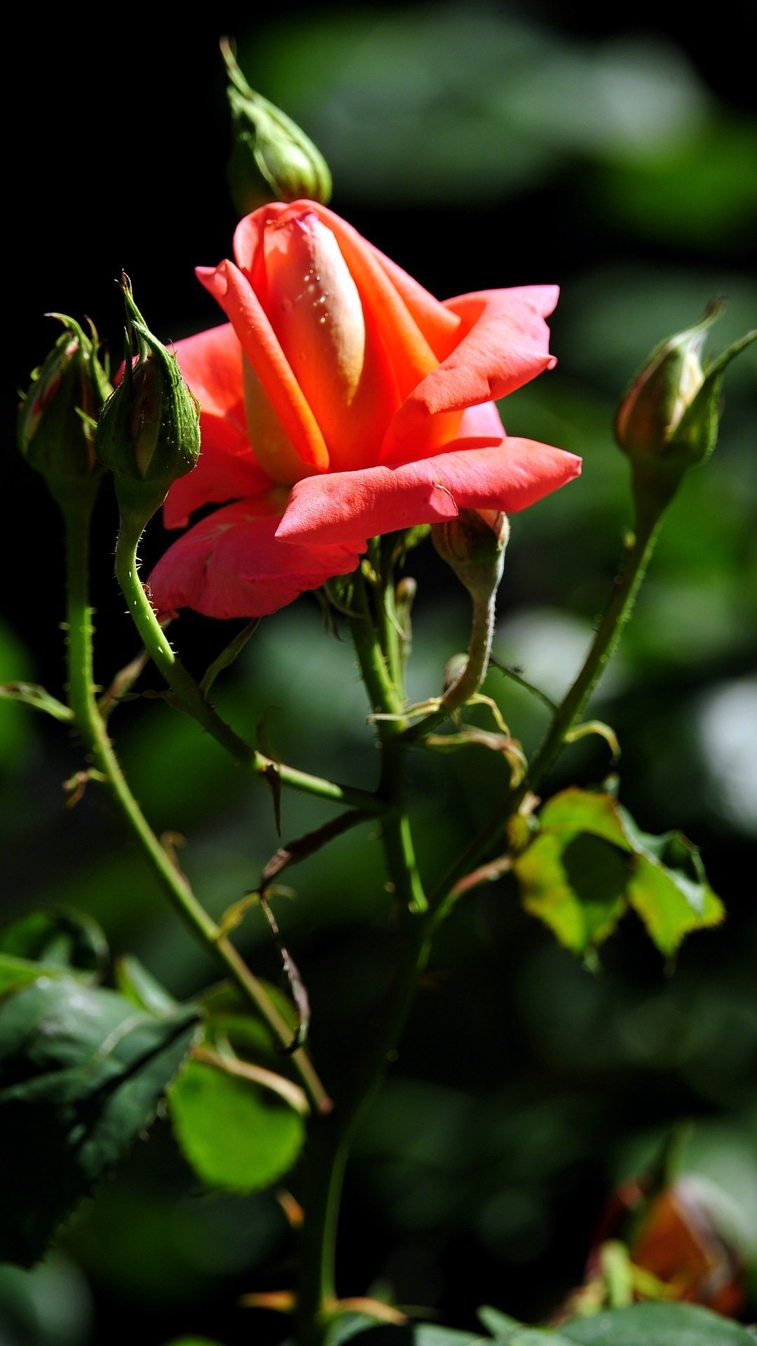 Астранция фото