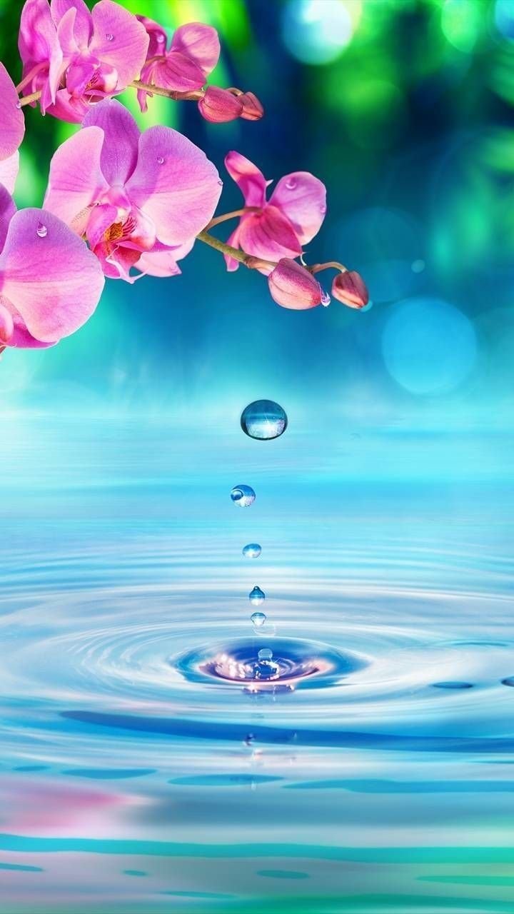 Бело розовые цветы