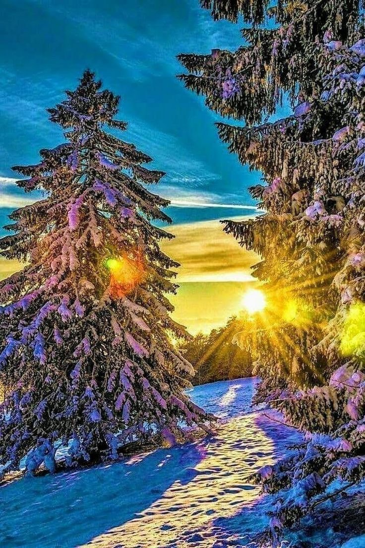 Зимняя природа обои на телефон вертикальные