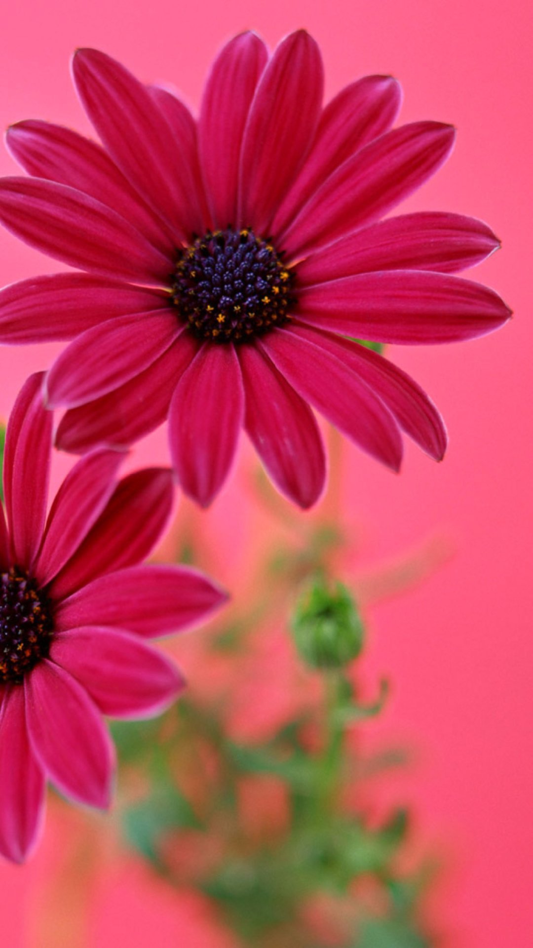 Фиолетовые цветы