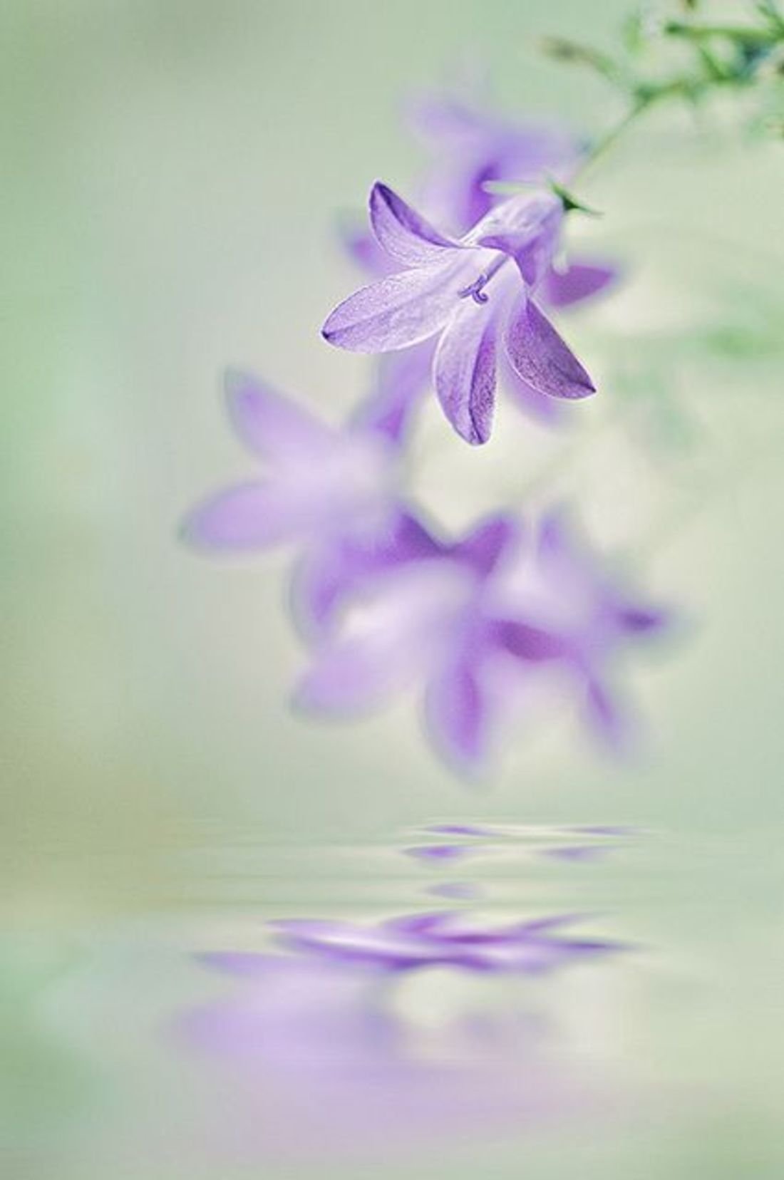 Розовые цветы