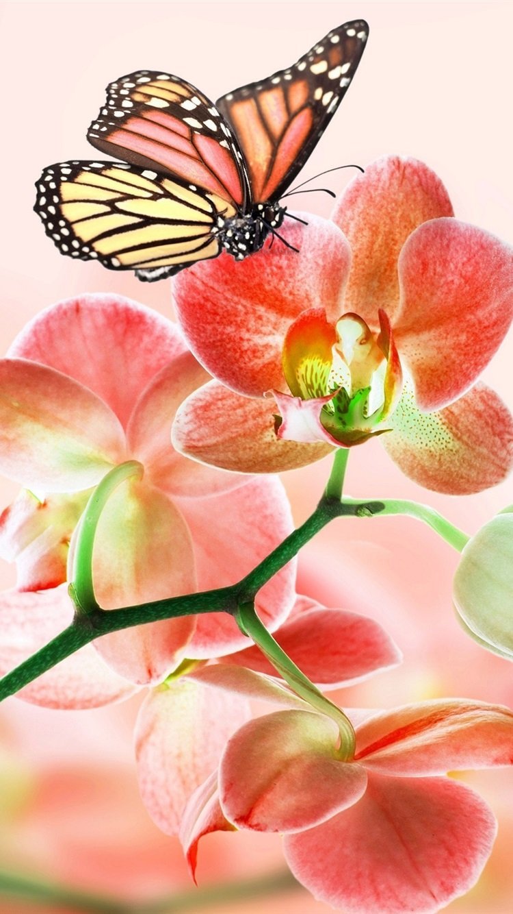 Яркие цветы