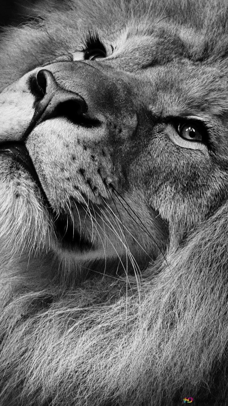 Лев гордый взгляд