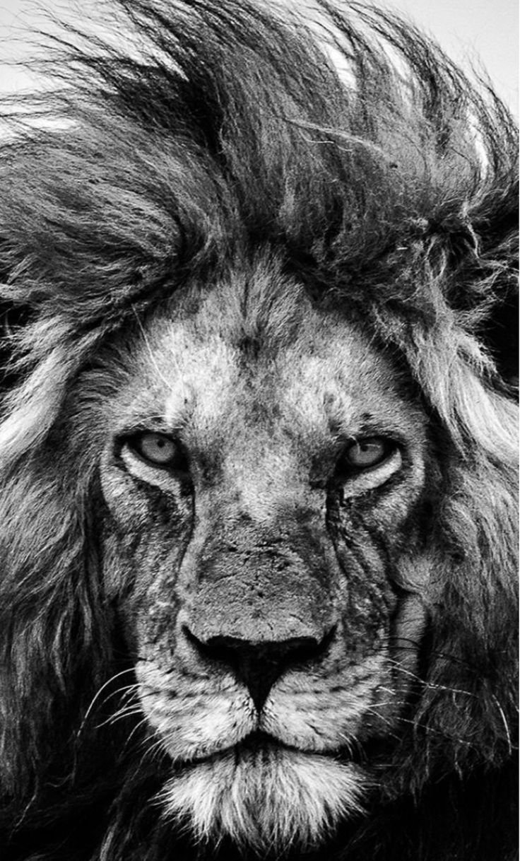 Лев черно белый