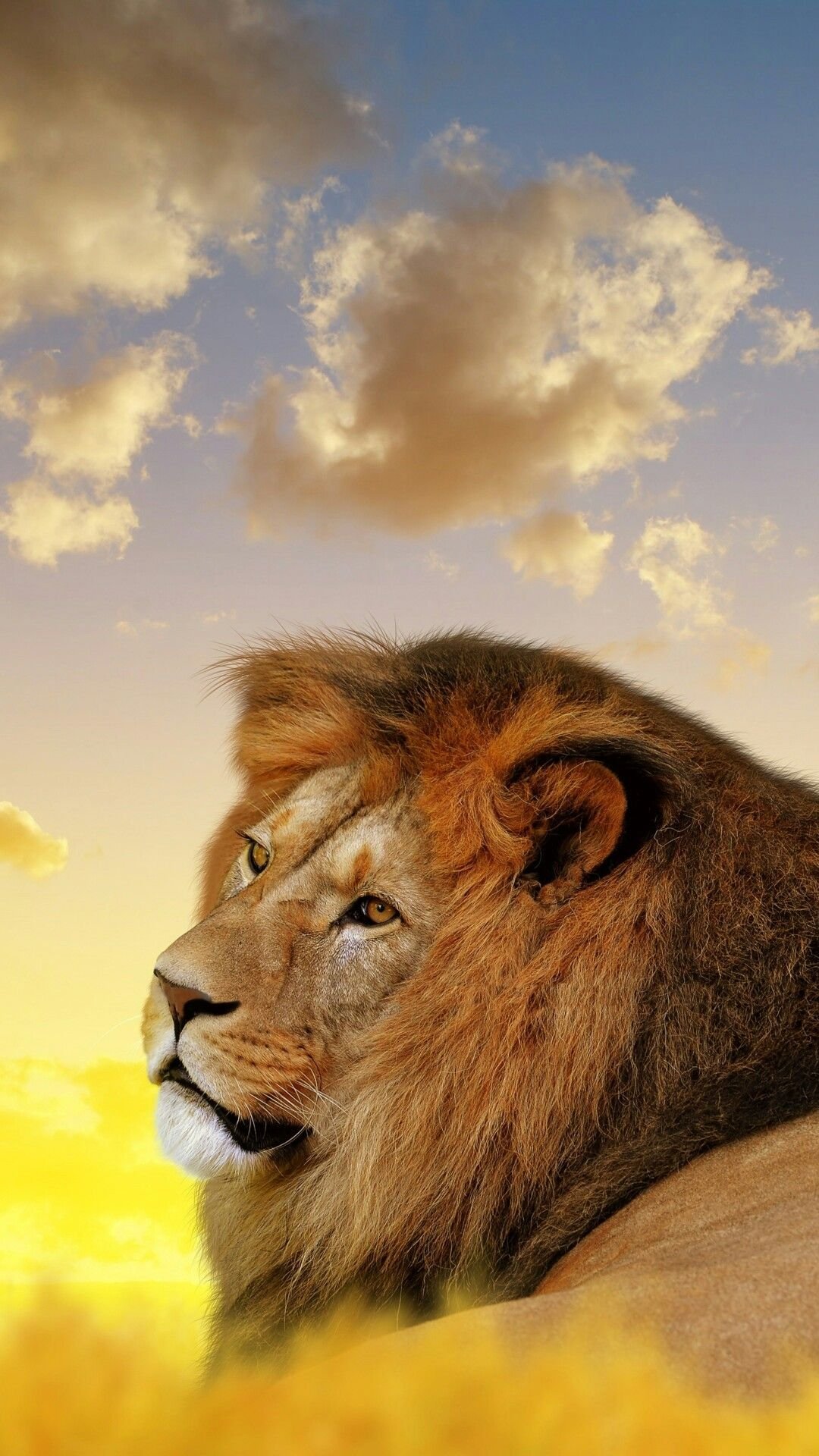 Фотообои Лев