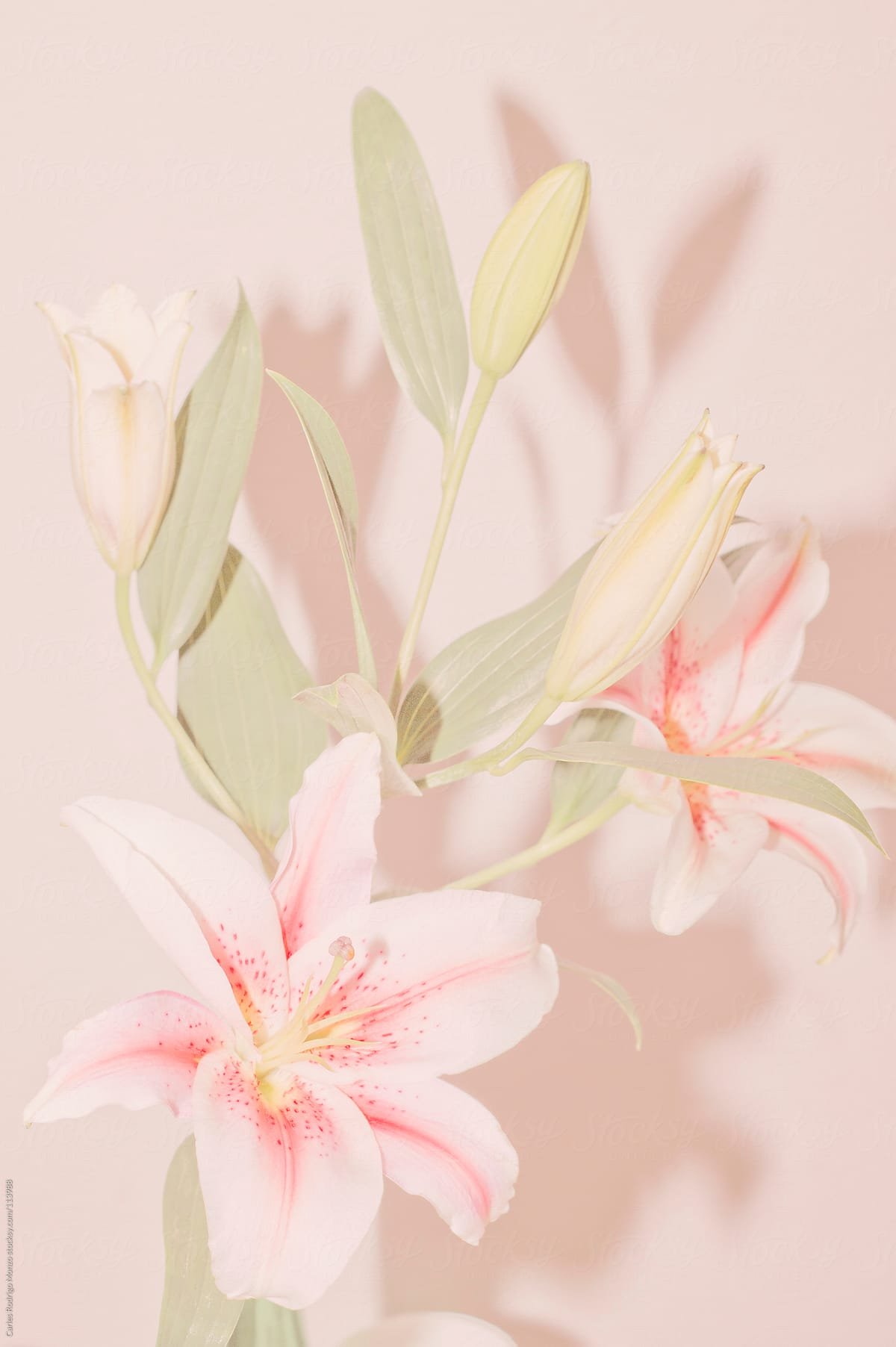 Лилия росе Лилу