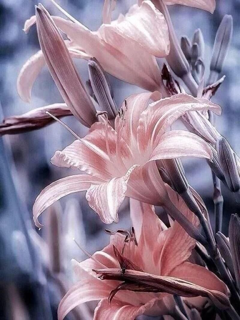 Красивые лилии