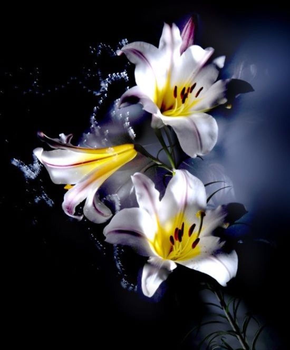 Нежные белые лилии