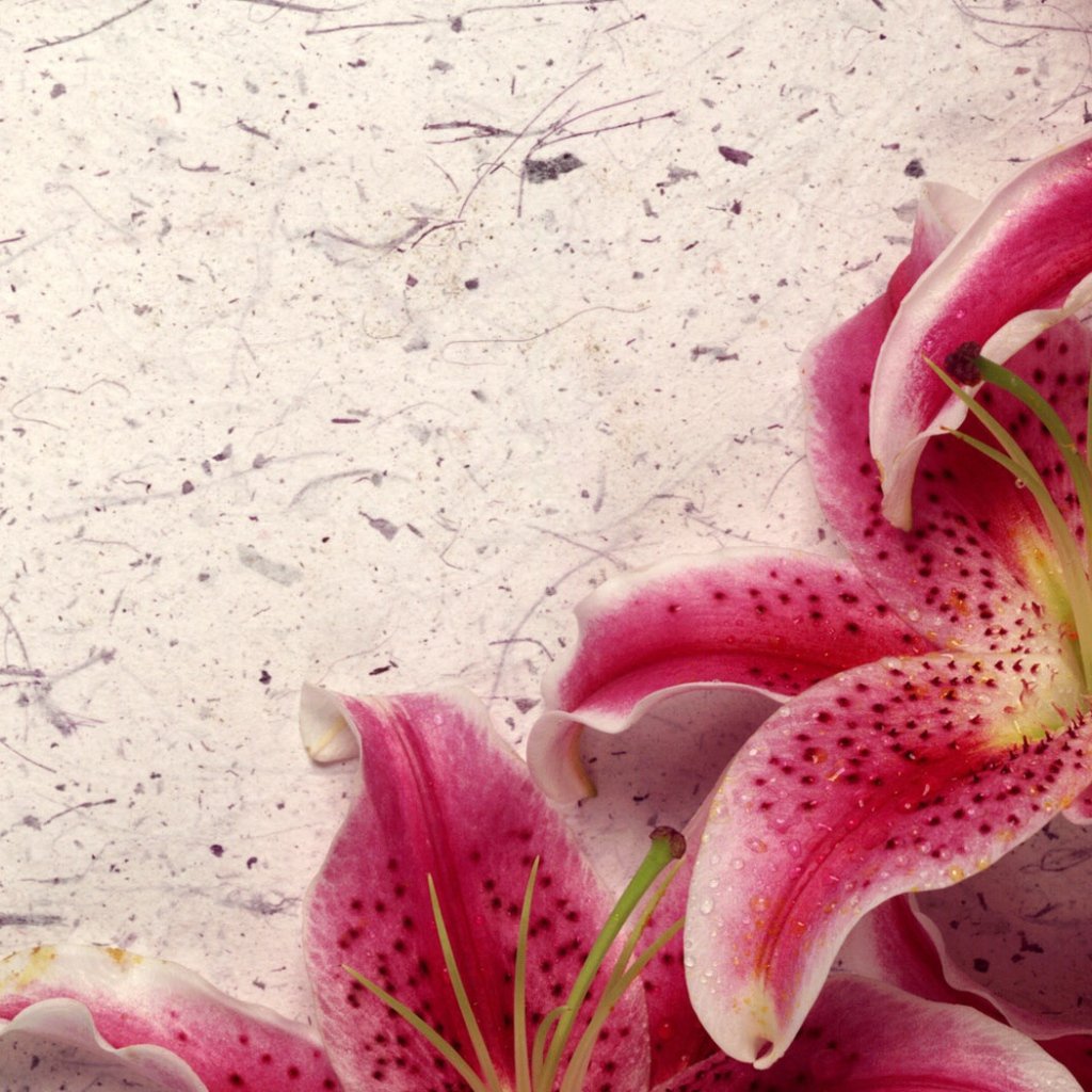 Лилии цветы Эстетика