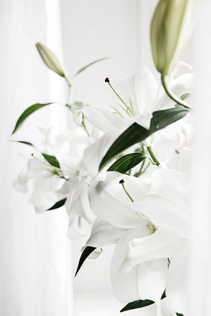 Постер лилии