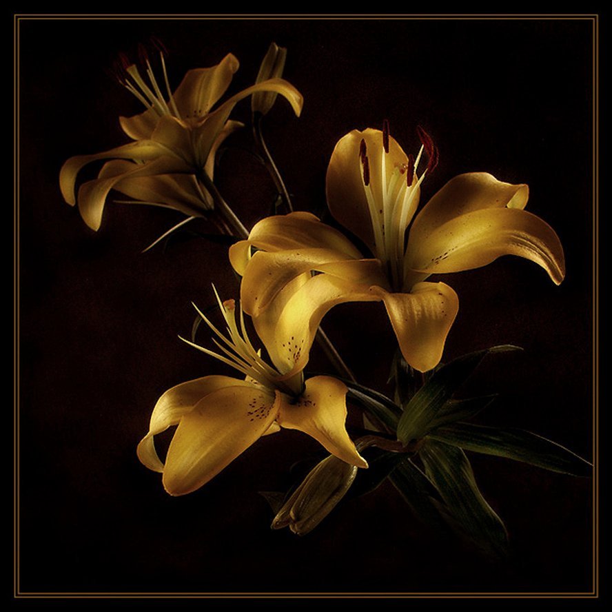 Красная Нильская Лилия